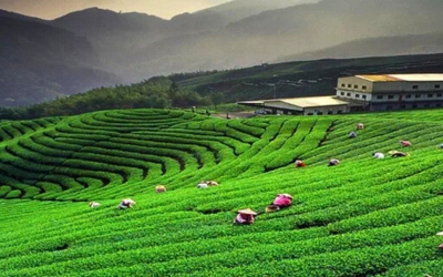 Terraced tea gardens on a hillside with workers and a factory building